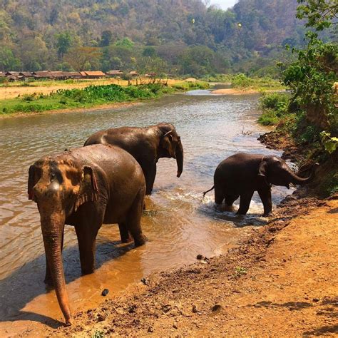 3 things to know before you visit an elephant sanctuary in Thailand ...