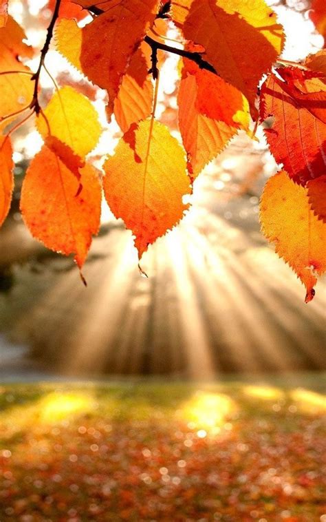 Neat November Holidays | Autumn scenery, Fall wallpaper, Fall pictures