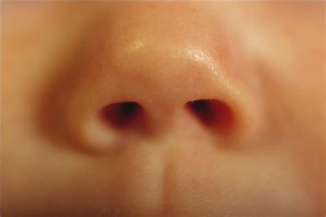 Baby nose shows the soft shape and very roundness. The nostrils are ...