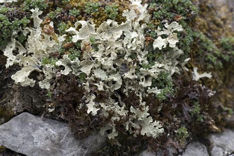 Cetraria islandica, Iceland Moss