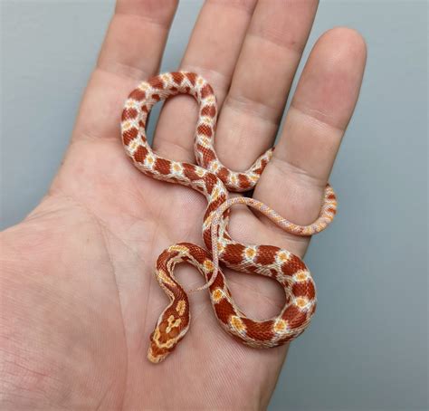 Amelanistic Corn Snake by Motor City Reptile - MorphMarket