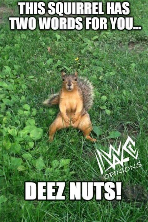 Deez nuts! | Squirrel funny, Funny squirrel pictures, Funny animal jokes