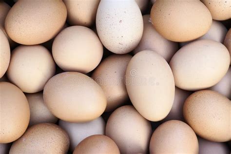 287 Chook Eggs Stock Photos - Free & Royalty-Free Stock Photos from Dreamstime