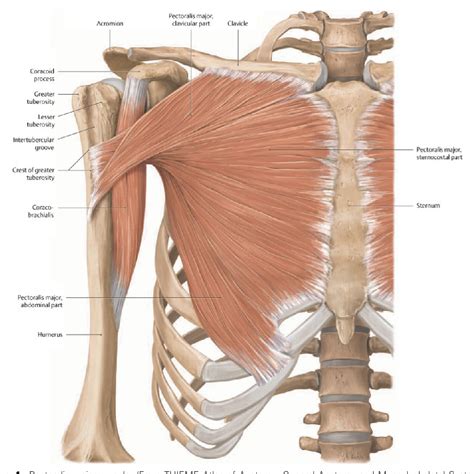 Figure 4 from Introduction to chest wall reconstruction: anatomy and ...