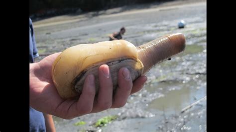 Geo Duck Hunting in the world to GeoDuck - YouTube