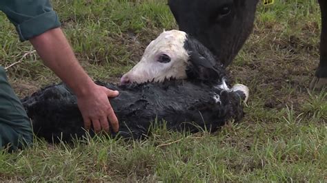 Calving cows and collecting calves - YouTube