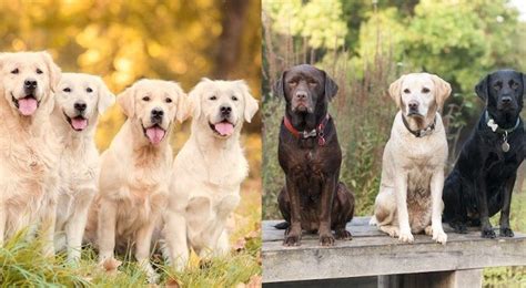 Golden Retriever vs Labrador: 10 Differences You Should Know | All ...