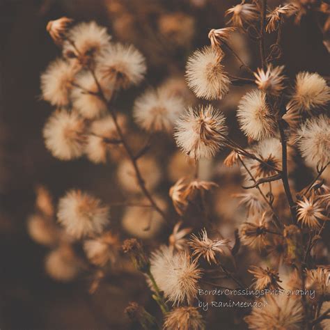 Autumn Browns Dandelion, Nature Photography, Autumn, Brown, Flowers ...