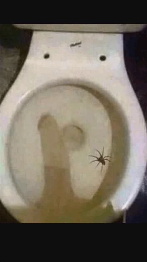 Just saw this spider in the toilet. Any idea what kind it is? : r/pics