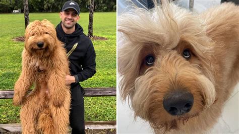 Watch Brodie the Goldendoodle conquer fear of floors in this heartwarming TikTok video | PetsRadar