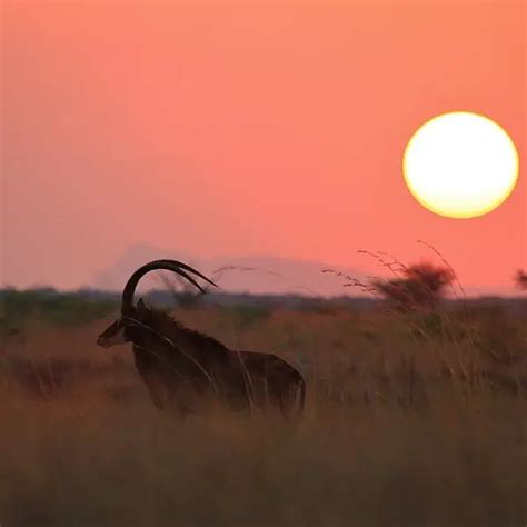 Sable Antelope - Facts, Diet, Habitat & Pictures on Animalia.bio