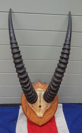 ANTIQUE ROAN ANTELOPE HORNS