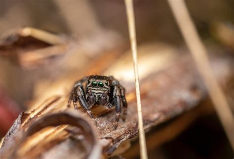 Bold Jumper Spiders | What to watch for and how to treat them