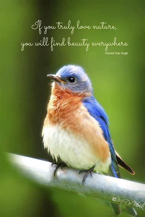 Eastern Bluebird with quote Photograph by Marilyn DeBlock - Pixels