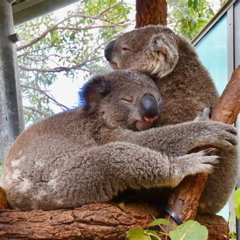 Where to see Koalas and Kangaroos in Sydney - I'm Free Tours