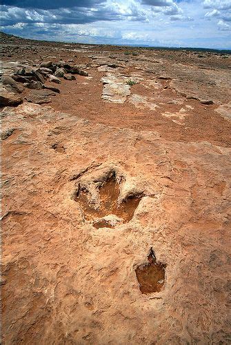 Dinosaur Tracks, Late Triassic to early Jurassic, Navajo Sandstone, Moenkopi Dinosaur Tracks ...