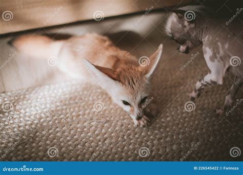 Peruvian Hairless and Chihuahua Mix Dog Licks a Fennec Fox Stock Photo ...