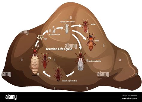 Illustrated diagram of termite life cycle for biology study Stock ...