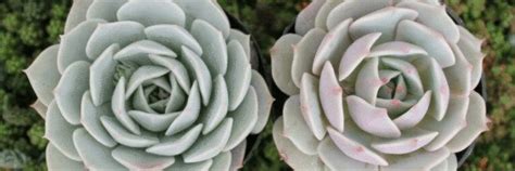 How to Care for Succulents: The Ultimate Guide – Little Spikes Online