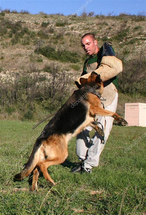 Training of police dog — Stock Photo © cynoclub #2151911