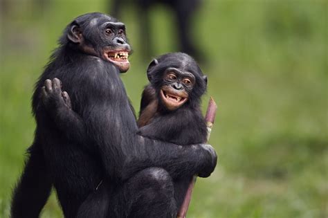 Los bonobos tienen relaciones homosexuales para terminar conflictos e instaurar la paz ...