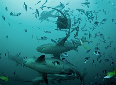 Shark Week - Fiji: Shark Diving in murky waters (Watch Video)