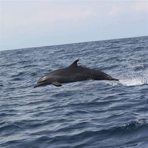 Experience a true natural show in Bahía Ballena