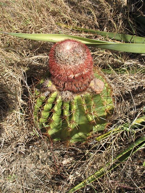 small spanish dildo cactus | This was taken in Guanica dry f… | Flickr