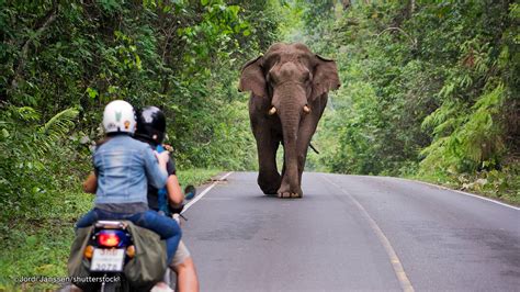 Exploring Khao Yai National Park: A Visitor's Guide