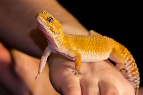 Leopard Gecko Morphs [the Ultimate Guide] - Reptile.Guide