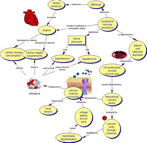 17 Best images about Nursing Concept Map on Pinterest | Diabetes, Bipolar and Studying