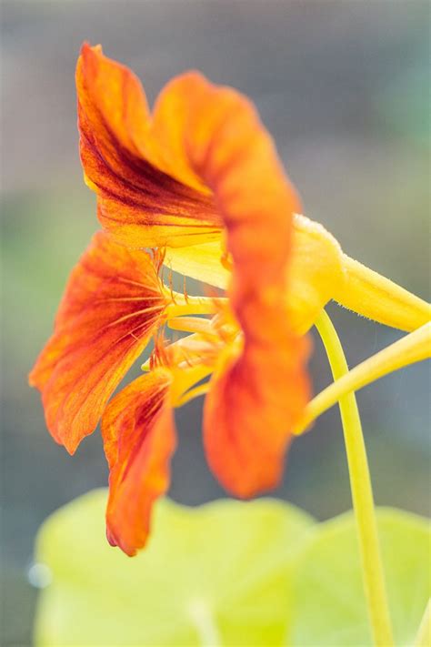 15 of the Best Nasturtium Varieties | Gardener’s Path