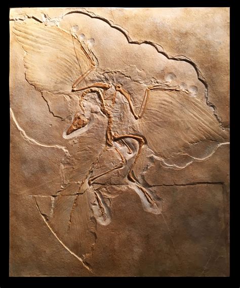 Realistic Replica Archaeopteryx Dinosaur Fossil | Replica Fossils - Interior design ...