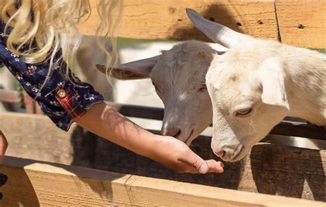 Our Guide for the Best Goat Feed - Critter Ridge