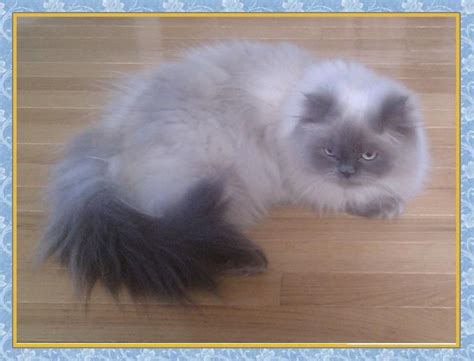 himalayan siamese cat personality - Kick Ass Chatroom Image Bank