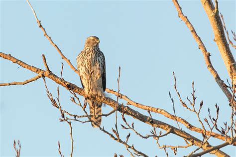 Juvenile Northern Goshawk Stock Photo - Download Image Now - iStock