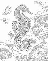 Zentangle Seahorse Coloring Page For Adult  ColoringBay sketch template