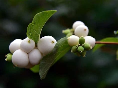 Snowberry Bush (Symphoricarpos albus): How To Grow and Care | Florgeous