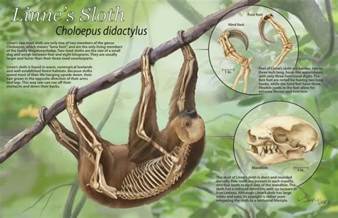 Linne's Sloth - Cute Sloth Art