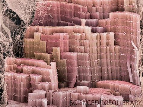 Muscle fibre, SEM - Stock Image P154/0192 | Electron microscope, Scanning electron microscope ...