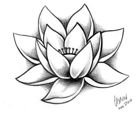 Sketches | Lotus drawing, Flower drawing, Lotus flower drawing