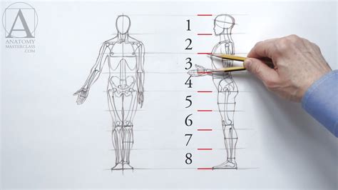 Human Figure Proportions - Anatomy Master Class - YouTube