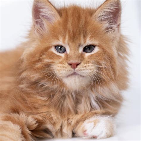 12+ Maine Coon Cats For Sale Near Me - Furry Kittens