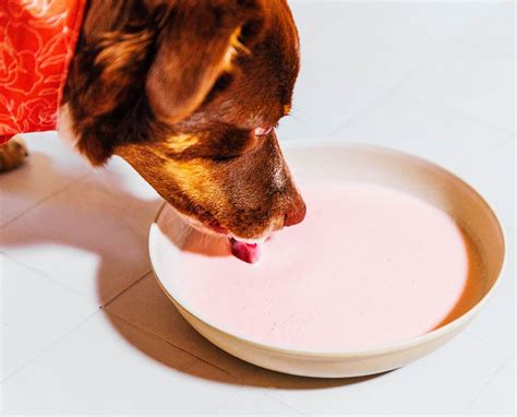 The Benefits of Kefir For Dogs (+ 3 Recipes) | Bone Appetreat