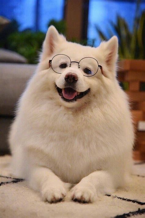 a white dog wearing glasses sitting on the floor