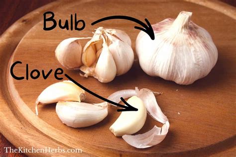 Garlic Bulb Vs Garlic Clove