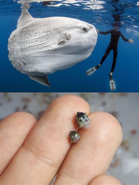 This is how baby sunfish look like! - 9GAG