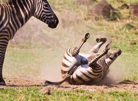 Zebra Porn | Taken at Latitude/Longitude:-1.455764/34.963446… | Flickr