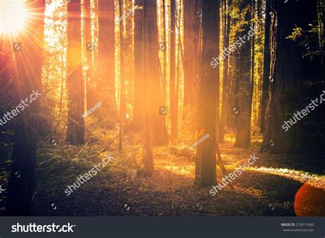 Redwood Forest Scenery Summer Sunset Forest Stock Photo 274511060 ...