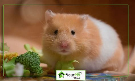 Teddy Bear Hamster Care Guide | PeepsBurgh.Com